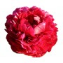 Peonija  `Henry Bockstoce`